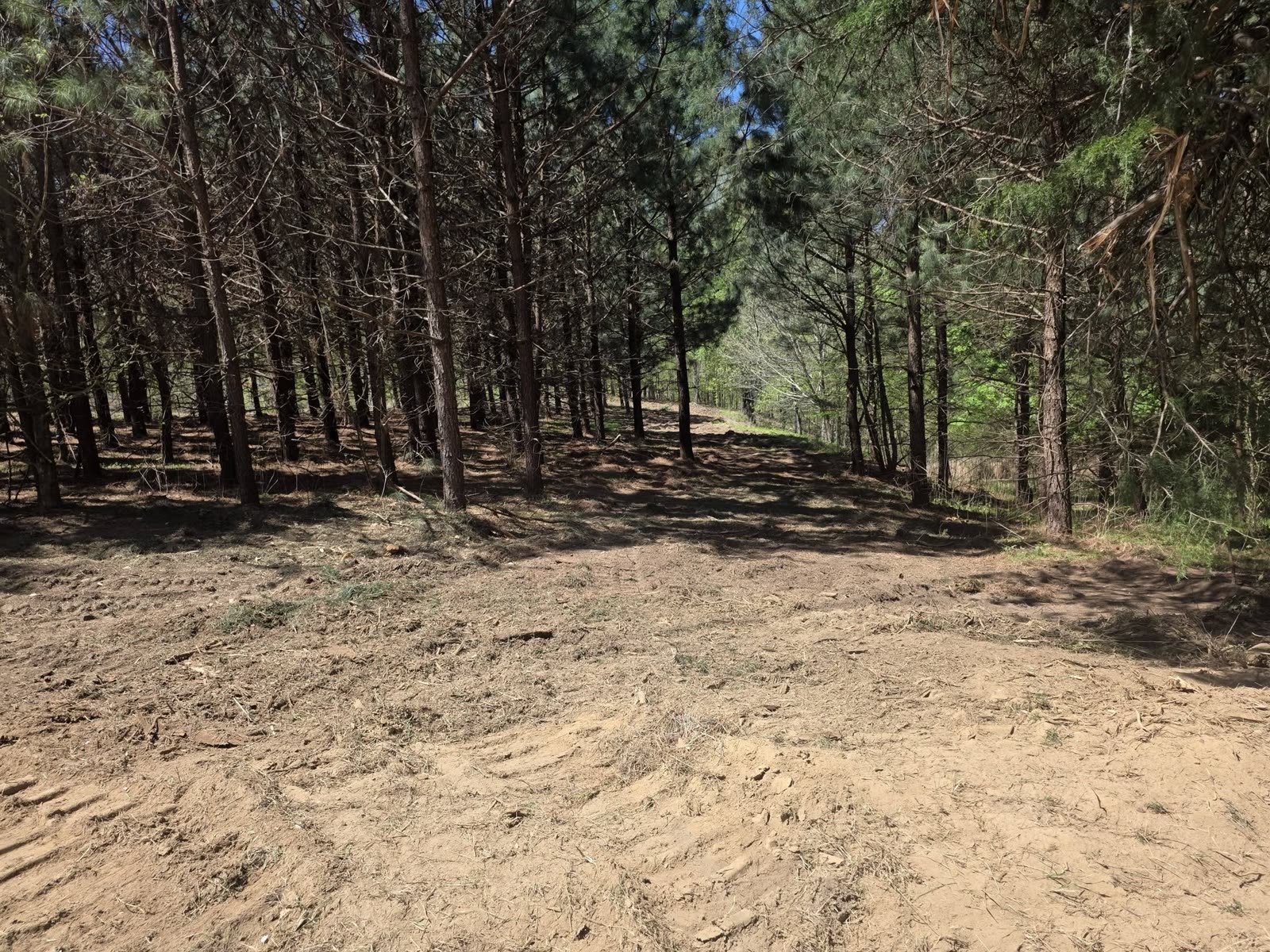 Cleared underbrush through pines