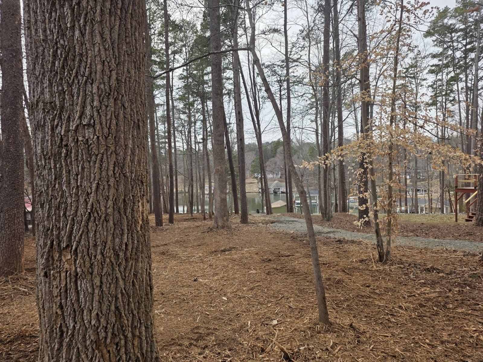 Lakefront property clearing with visible waterline